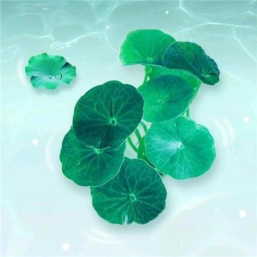 荔枝影视