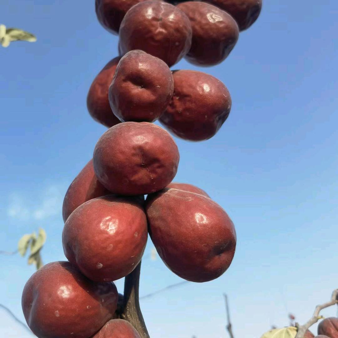昆玉红枣哥新疆干果特产