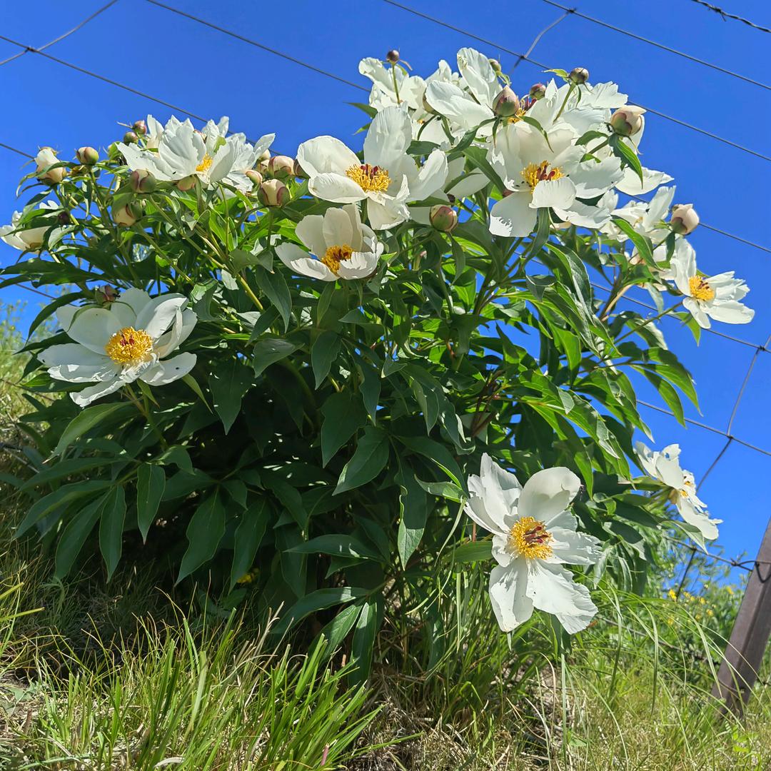 永不過時的🌹人✺◟(∗❛ัᴗ❛ั∗)◞
