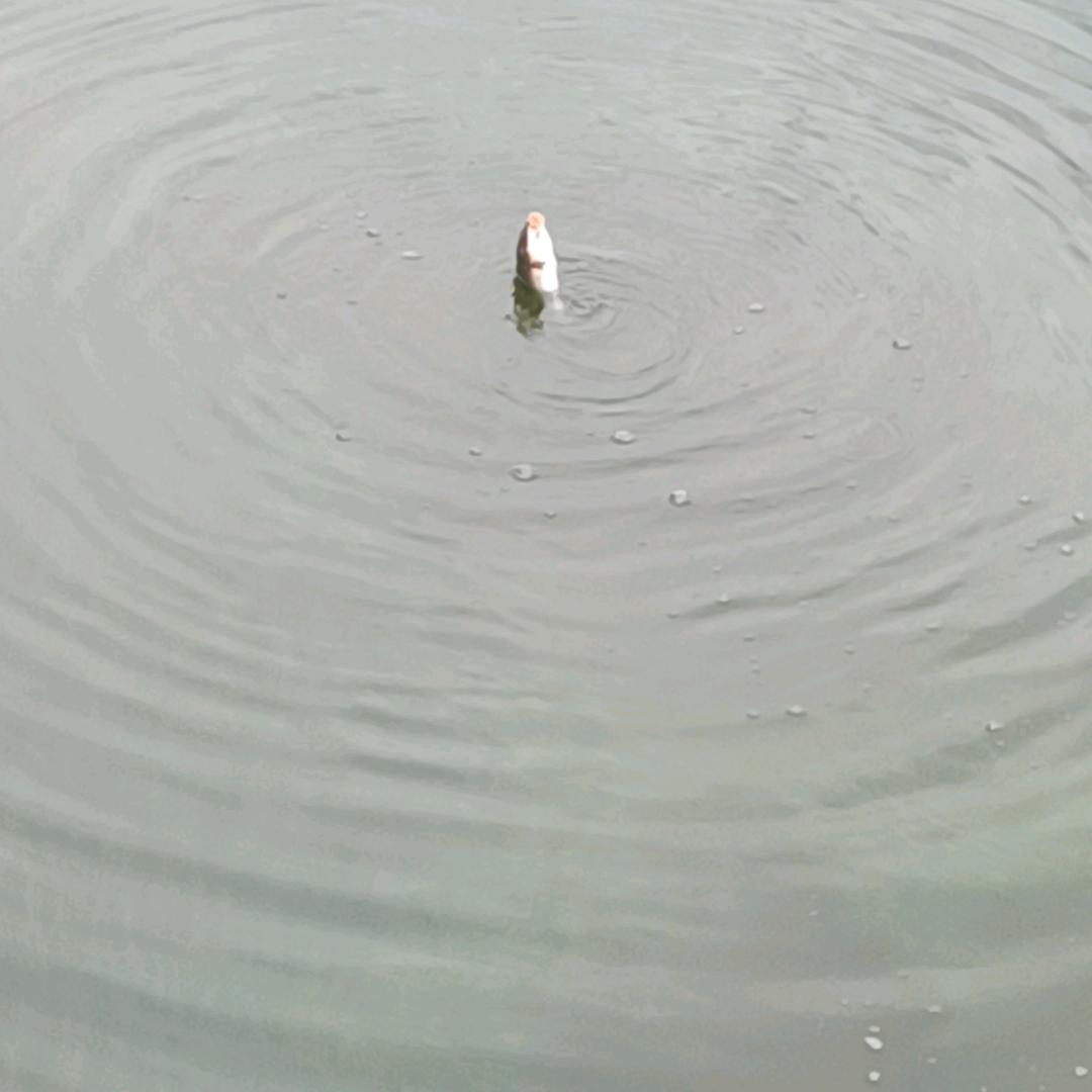 老张