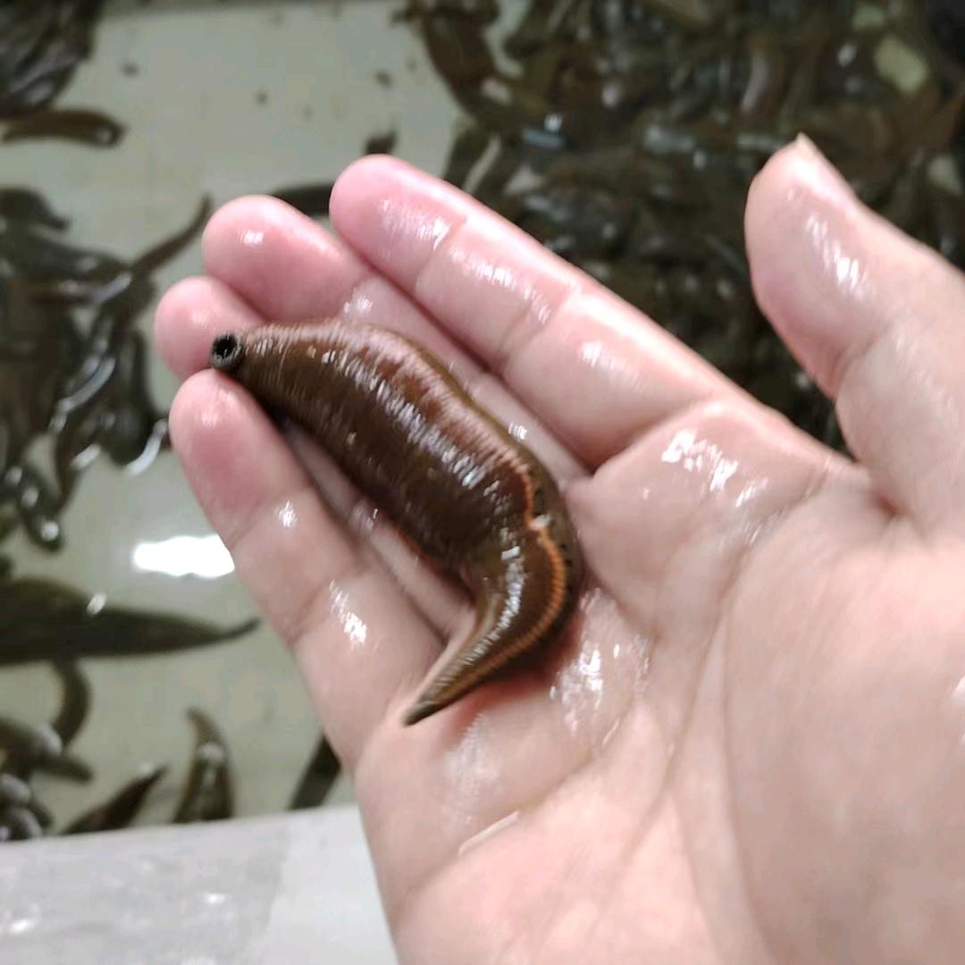 蚂蝗：菲牛蛭