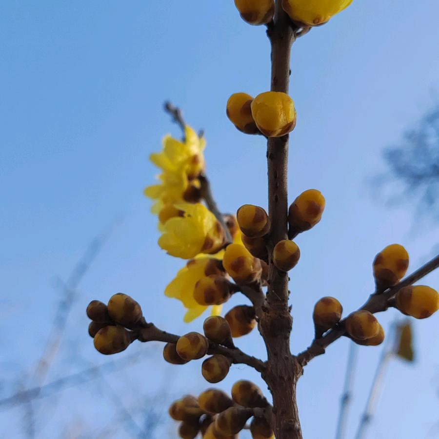 花开富贵