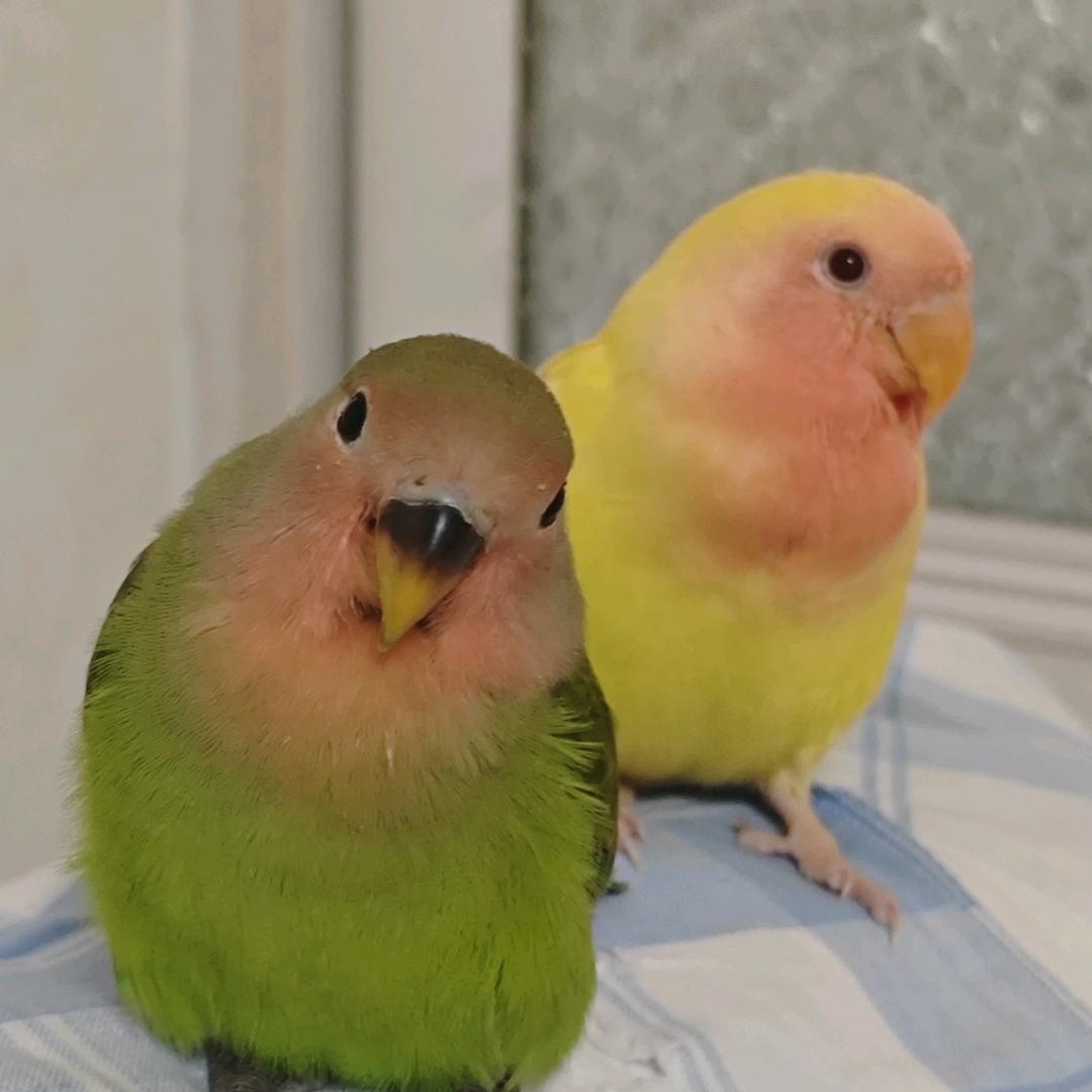 小黄鸡小绿鸡🐥