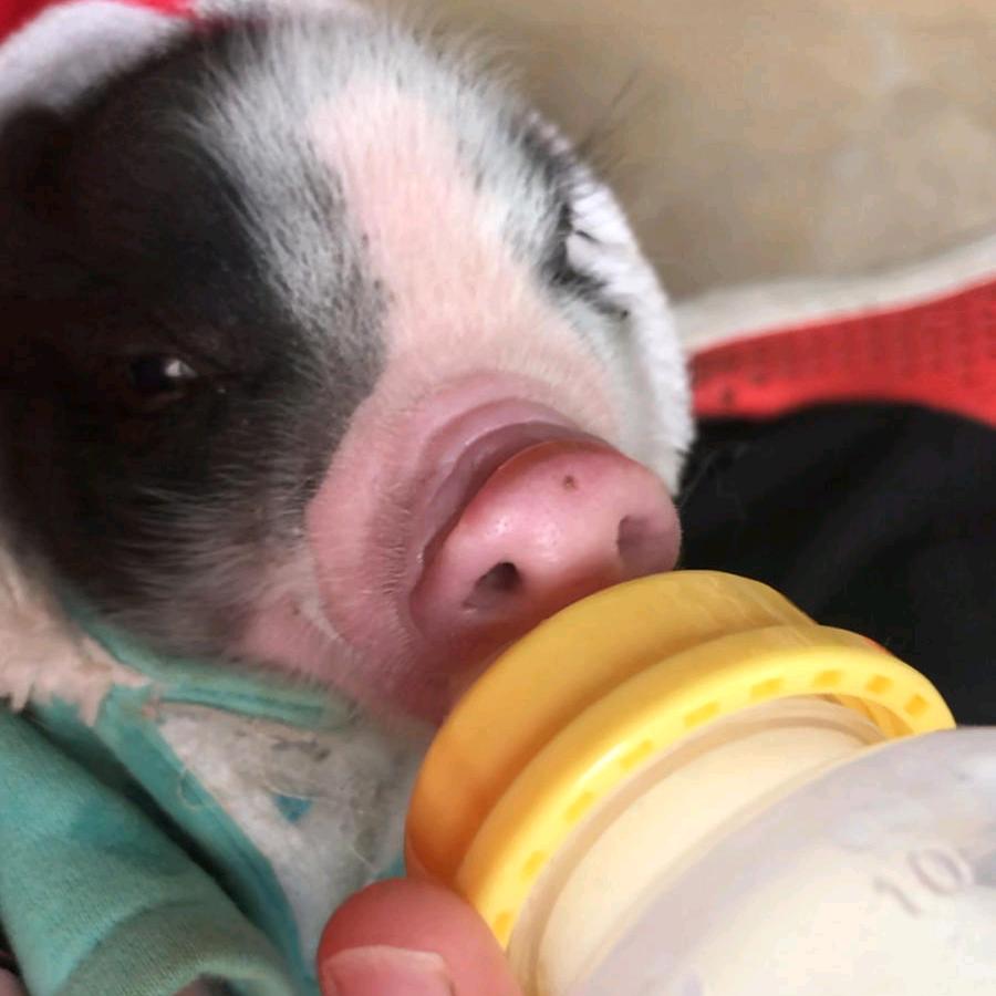 叼奶瓶🍼的猪