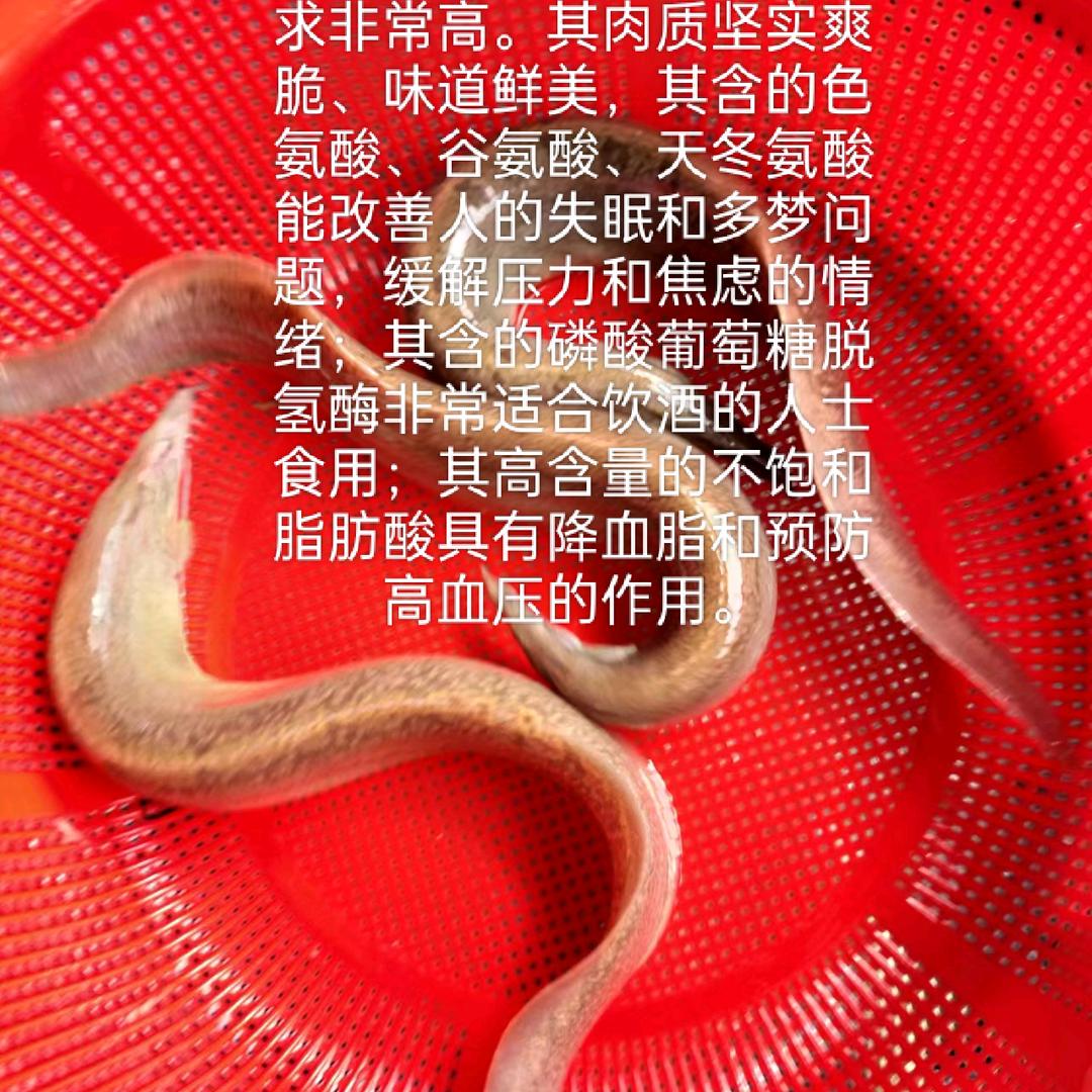 十年磨一刺鳅