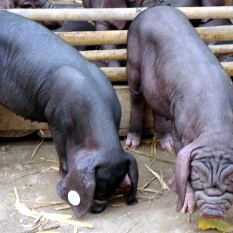 种母猪牧业养殖