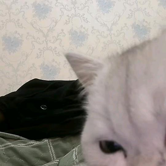 汁源叶秒