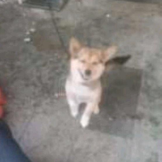 孤