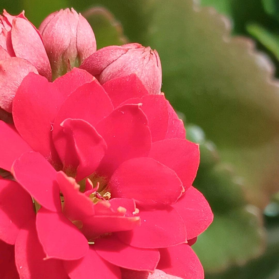 芳草