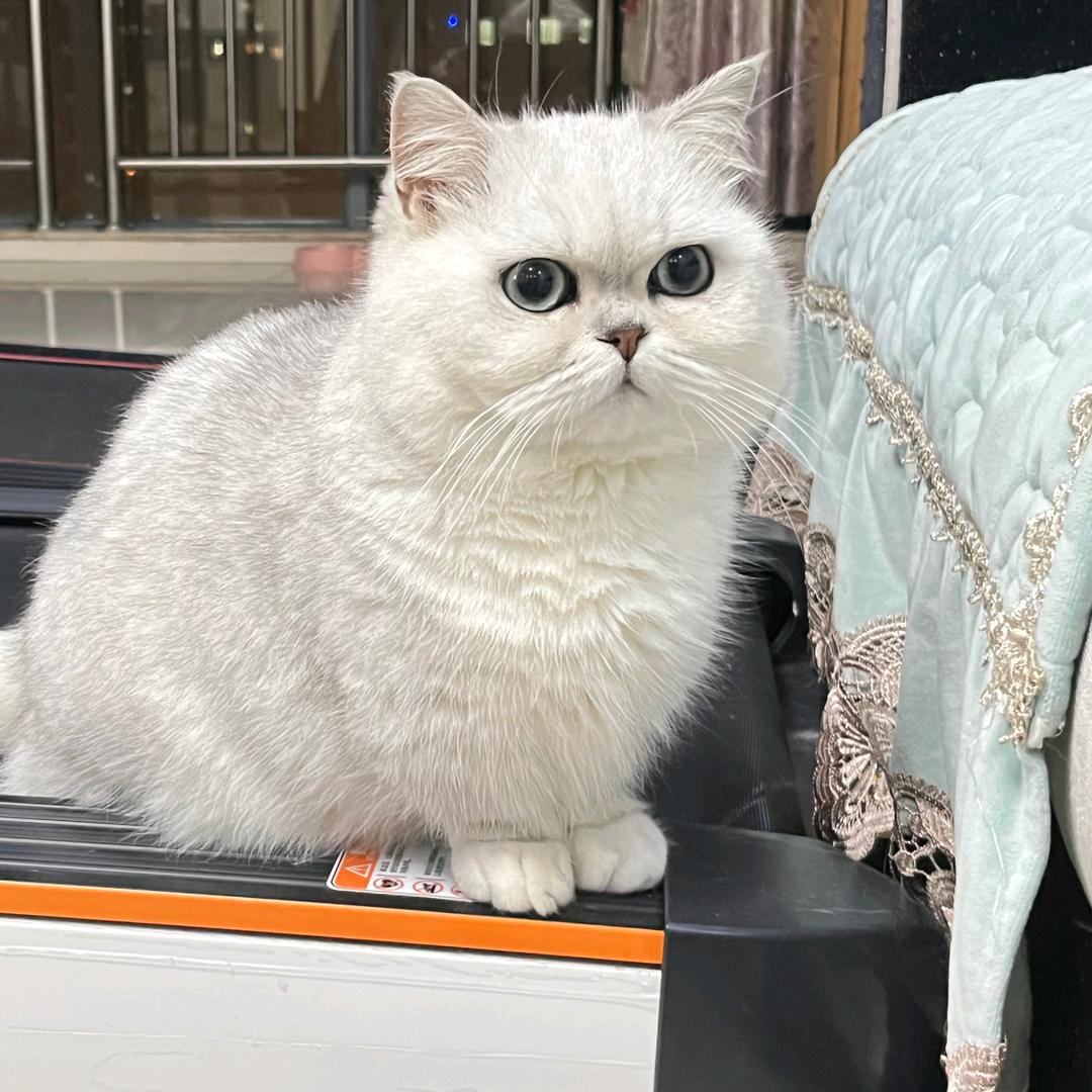 波哥哥
