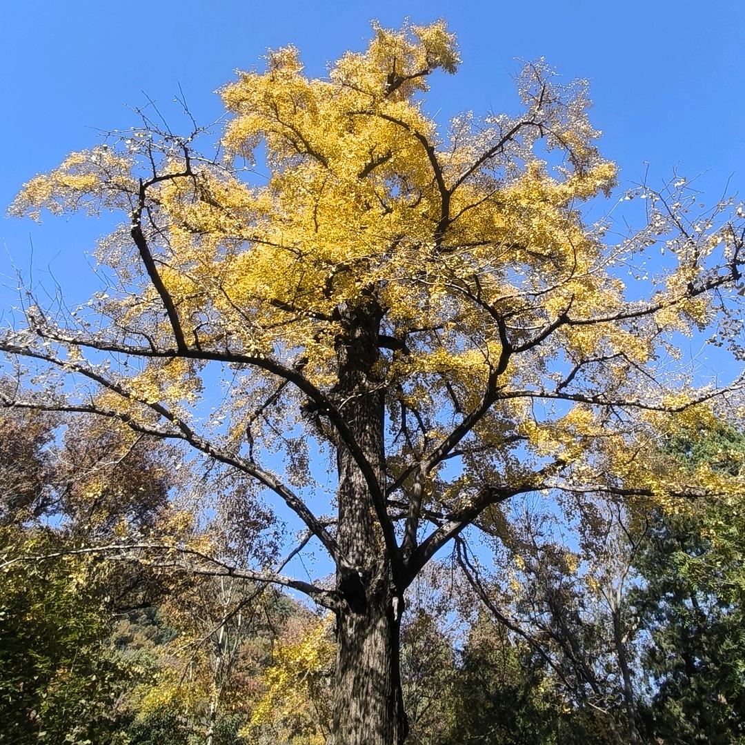 房租直租，个人房源，无中介费