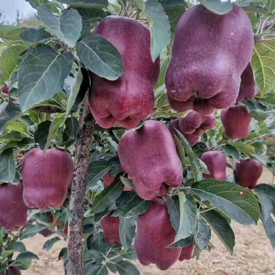 哥的性格你不懂