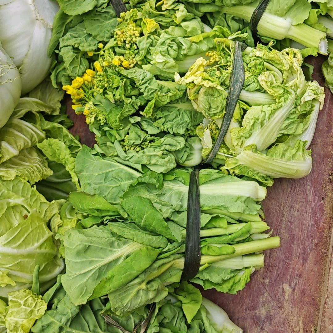 白菜苔