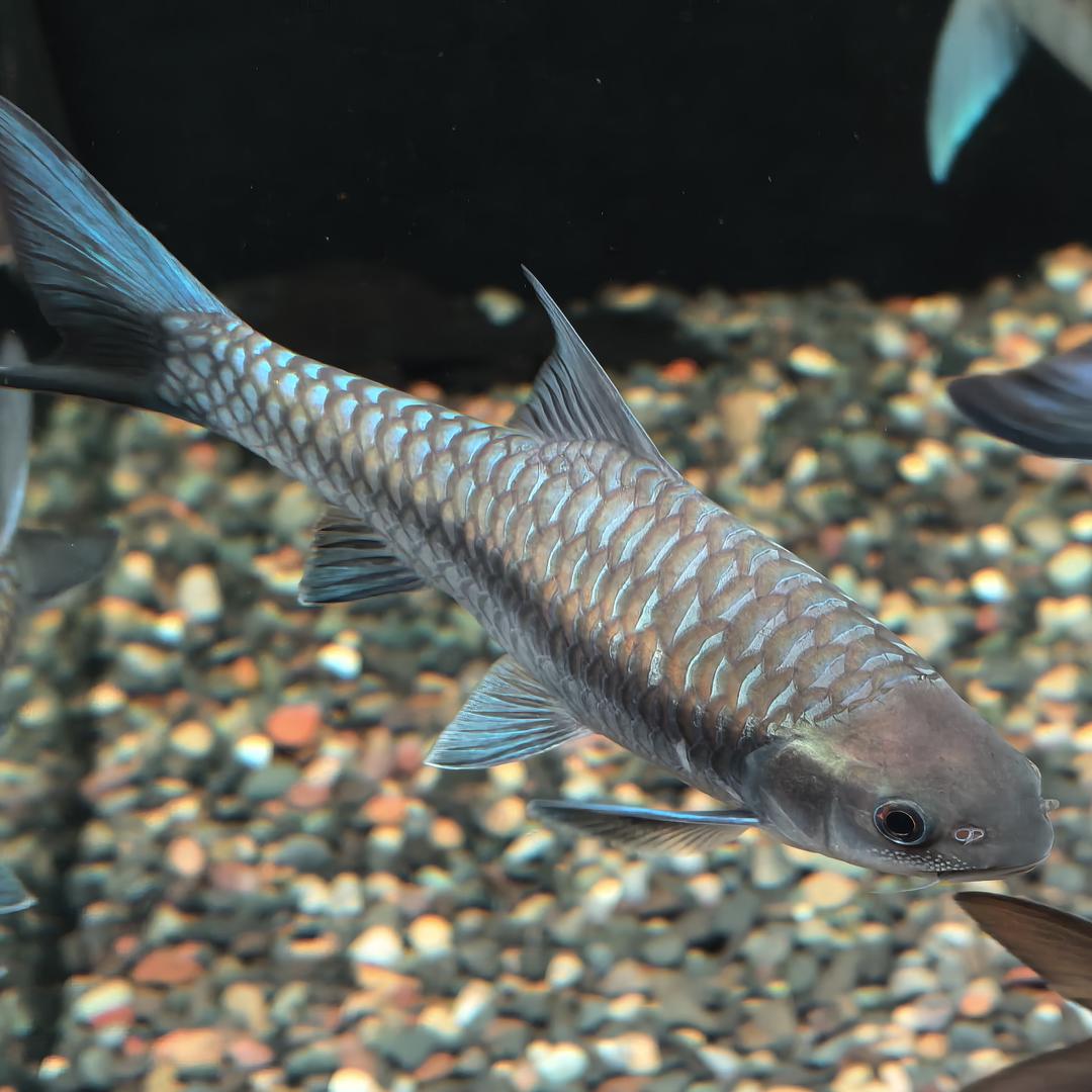 小孙带娃养鱼房（纯养鱼版）