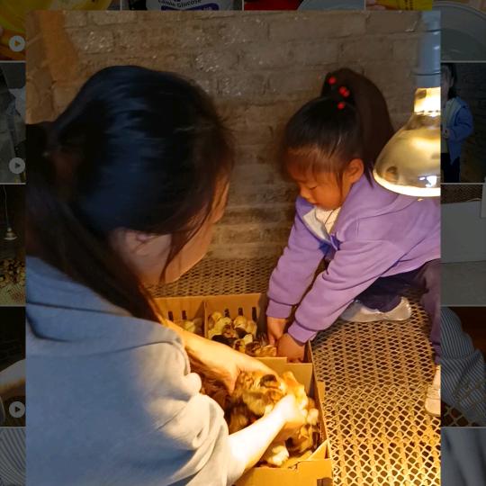 霞姐教你养鸡