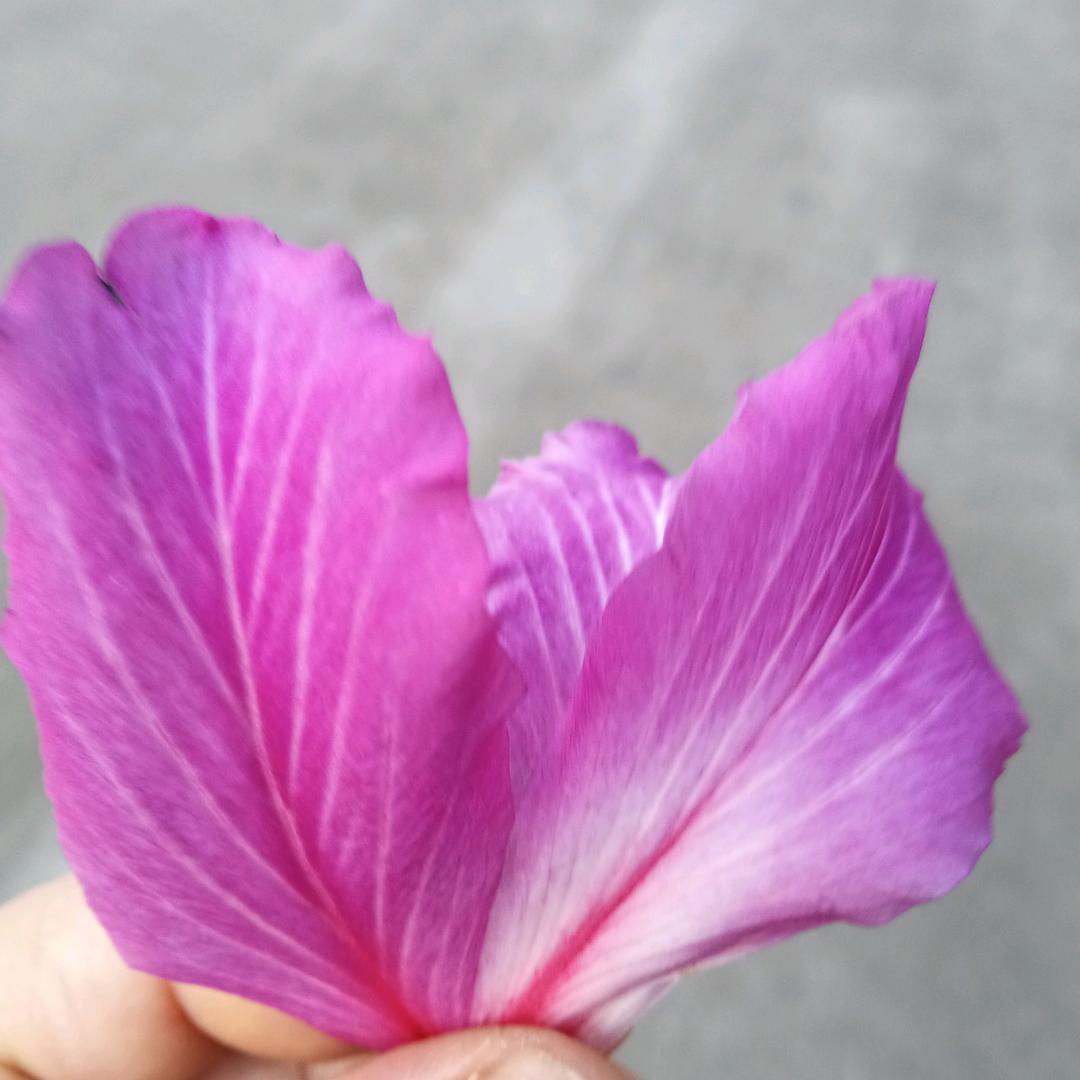 玉玉
