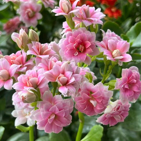 养花护花