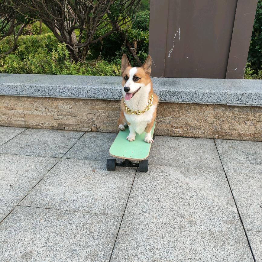柯基欢欢