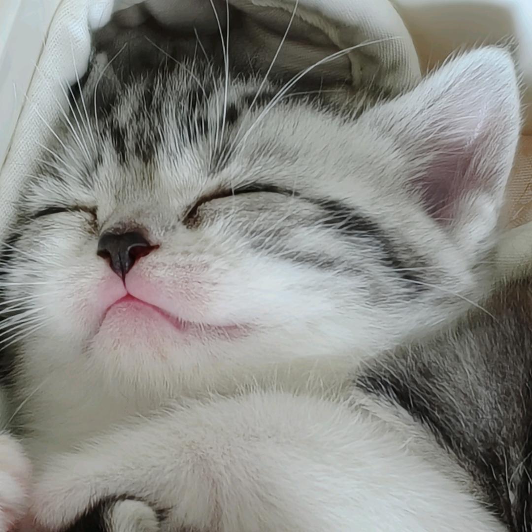 大猫先生