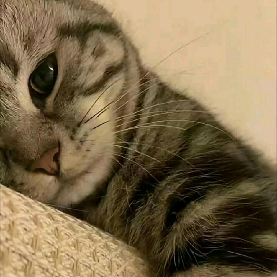 可瞌睡😪