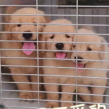 萌宠乐园铲屎女官👩