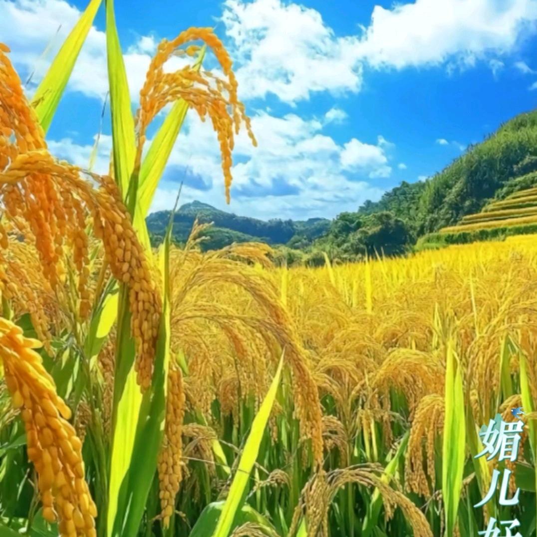 媚儿好物
