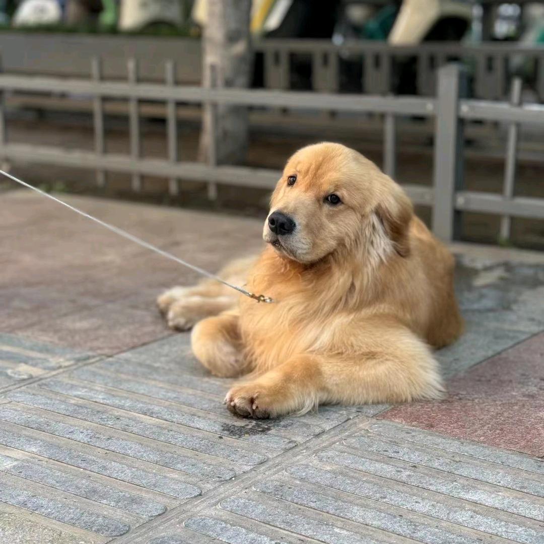 皇爵金毛俱乐部