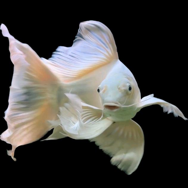 🌈珲瑝(青葱鱼块)