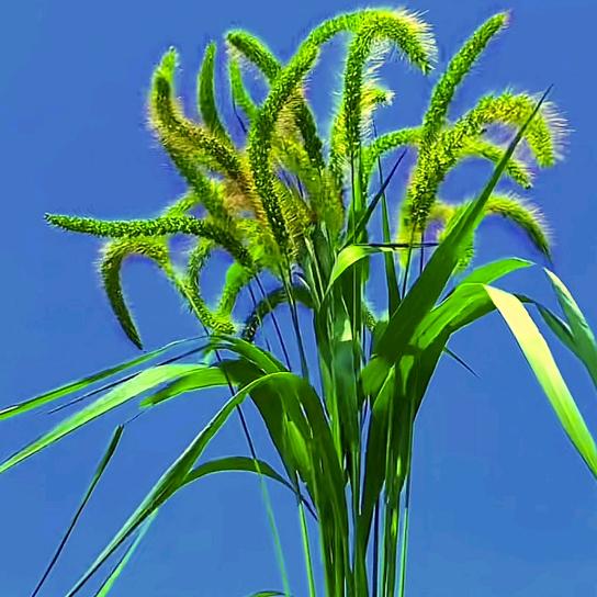 你若安好，便是晴天