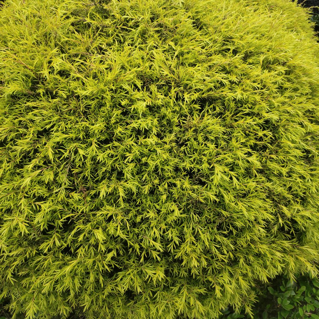 宇悦