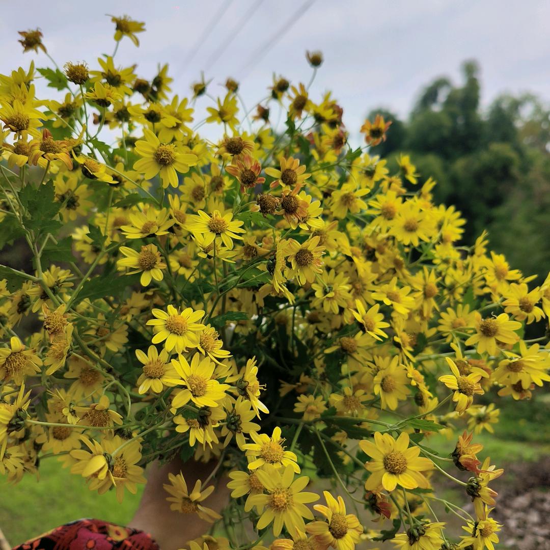 小黎梓涵