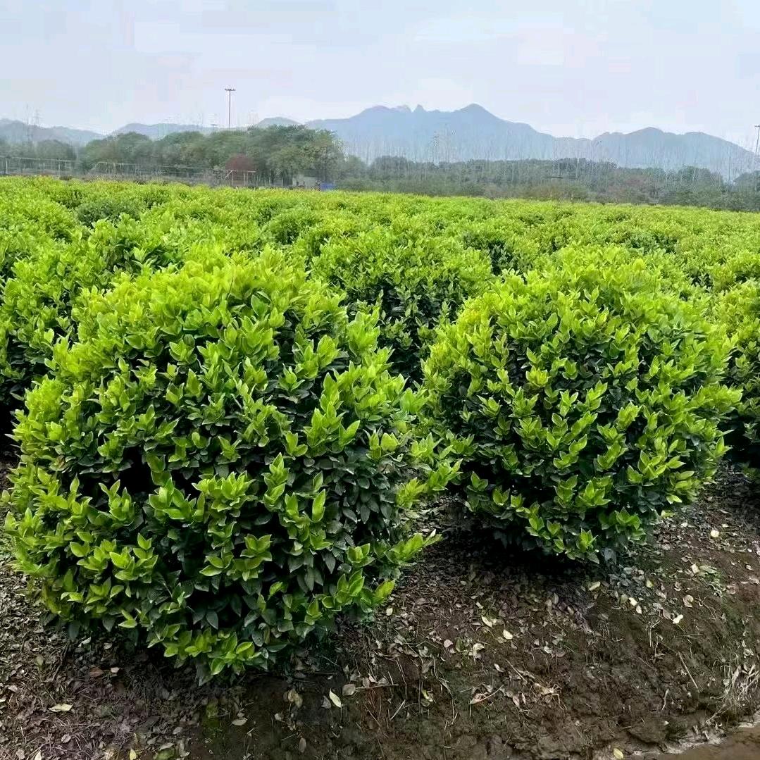 杭州萧山童宝园艺