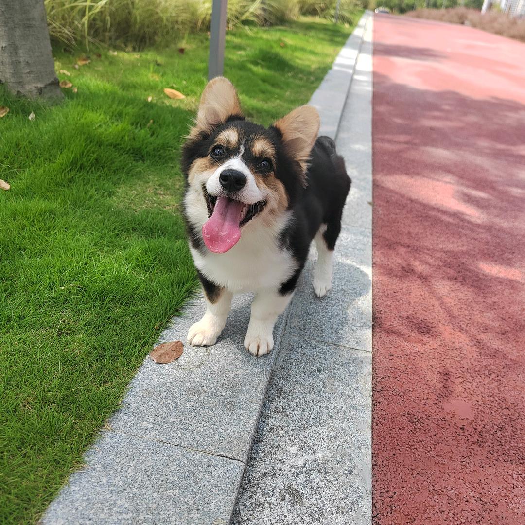 家有柯猪