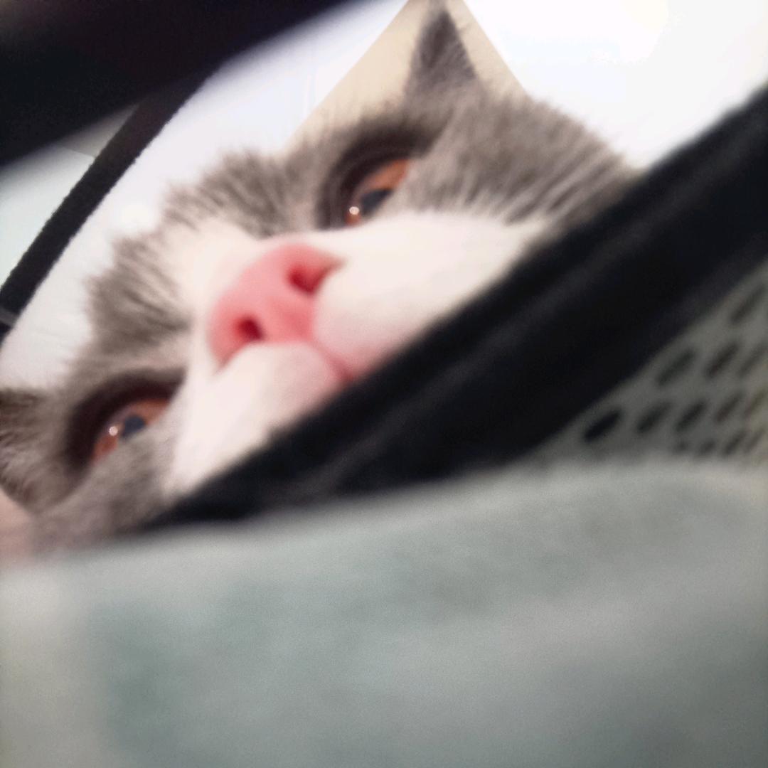 福宝不是zz