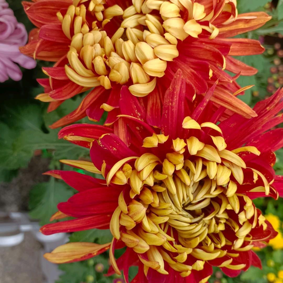 花朵姐