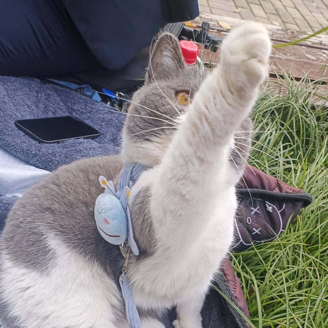 猫版阿呆