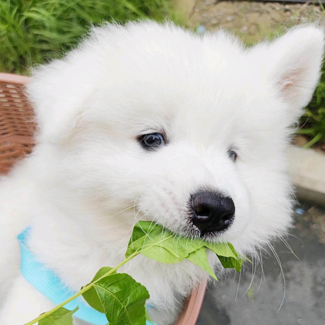 耶耶团～