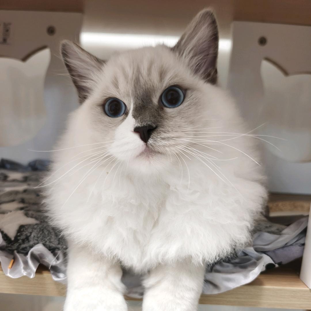 爱吃卷香菜的肉肉