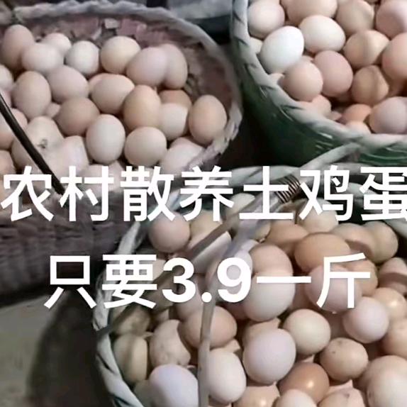 土鸡蛋批发