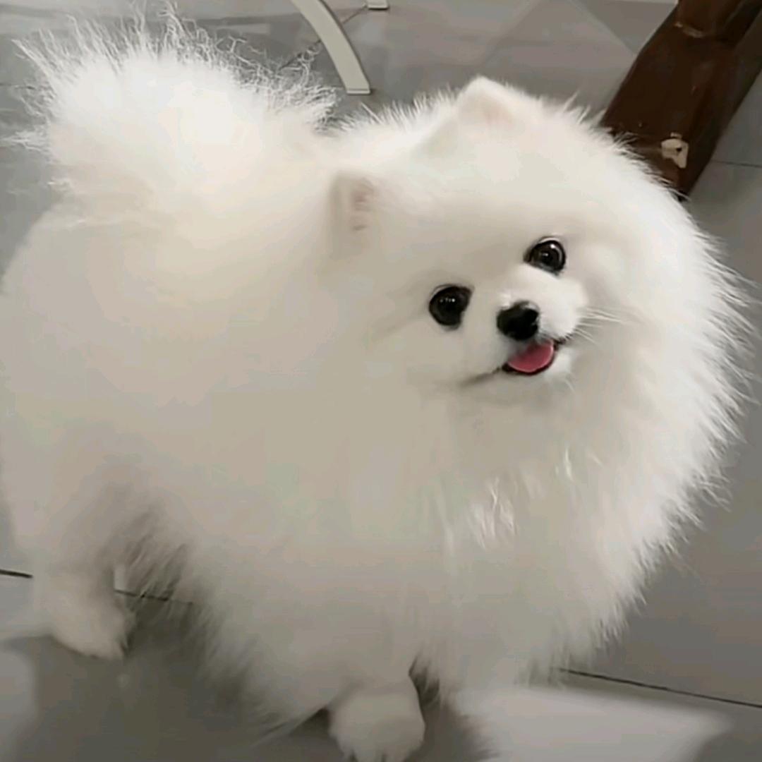 旺仔～百宝阁