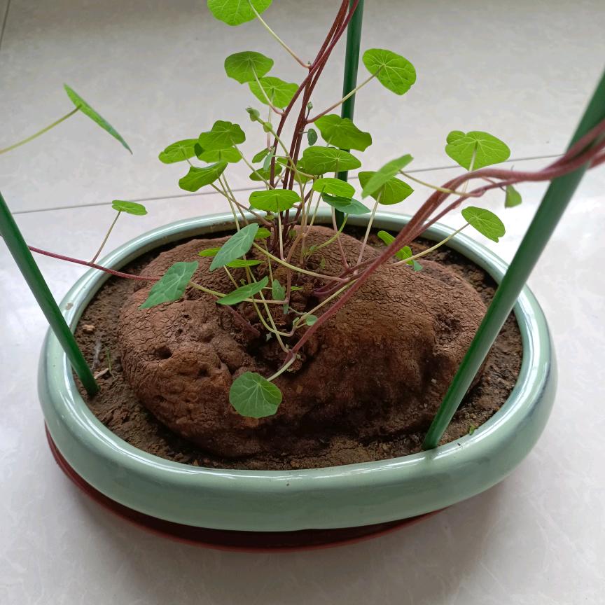 g訫奤舆細节！