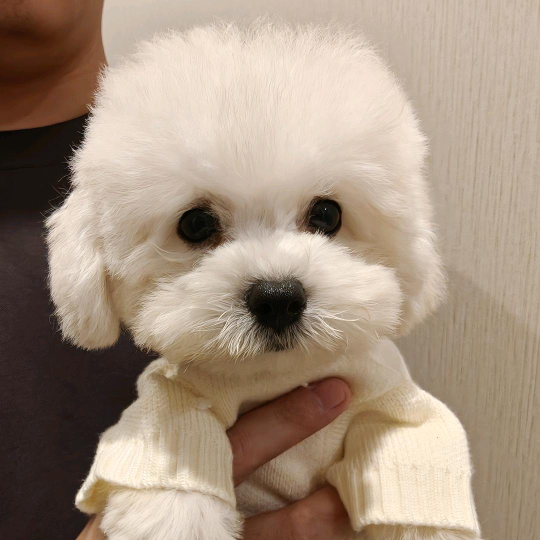 高能量比熊团团