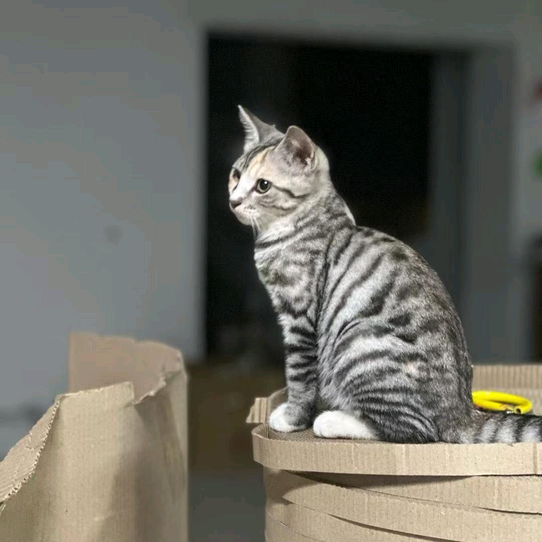 亿宁宠物玩具工厂店