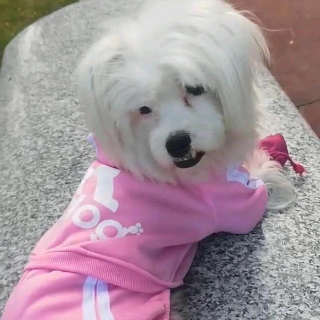 妞妞姐