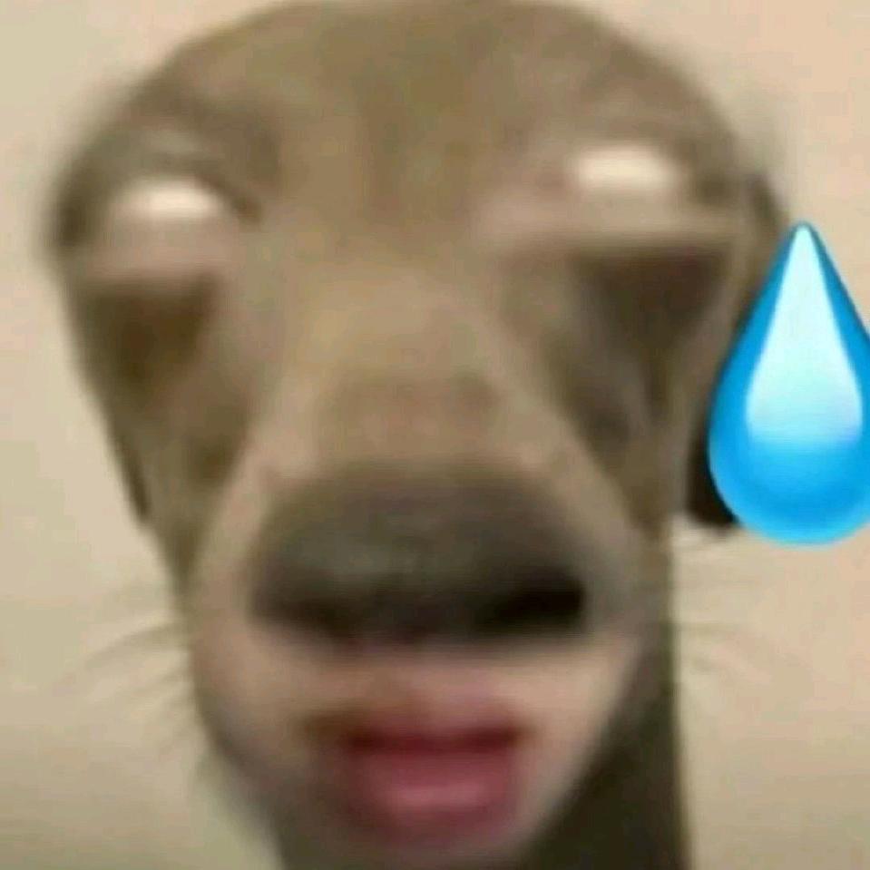 三尧寐