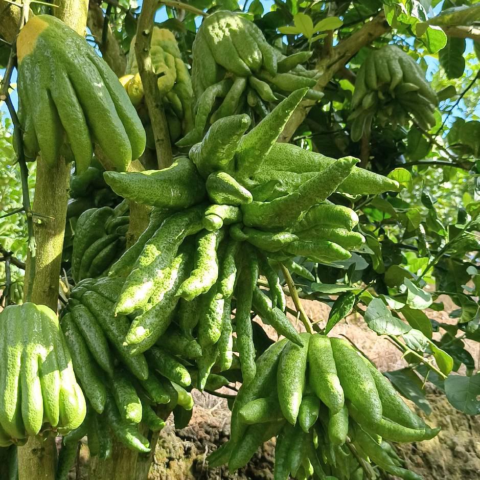 云佛手种植农场