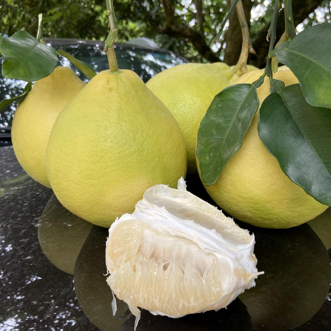 容县沙田柚-飞哥