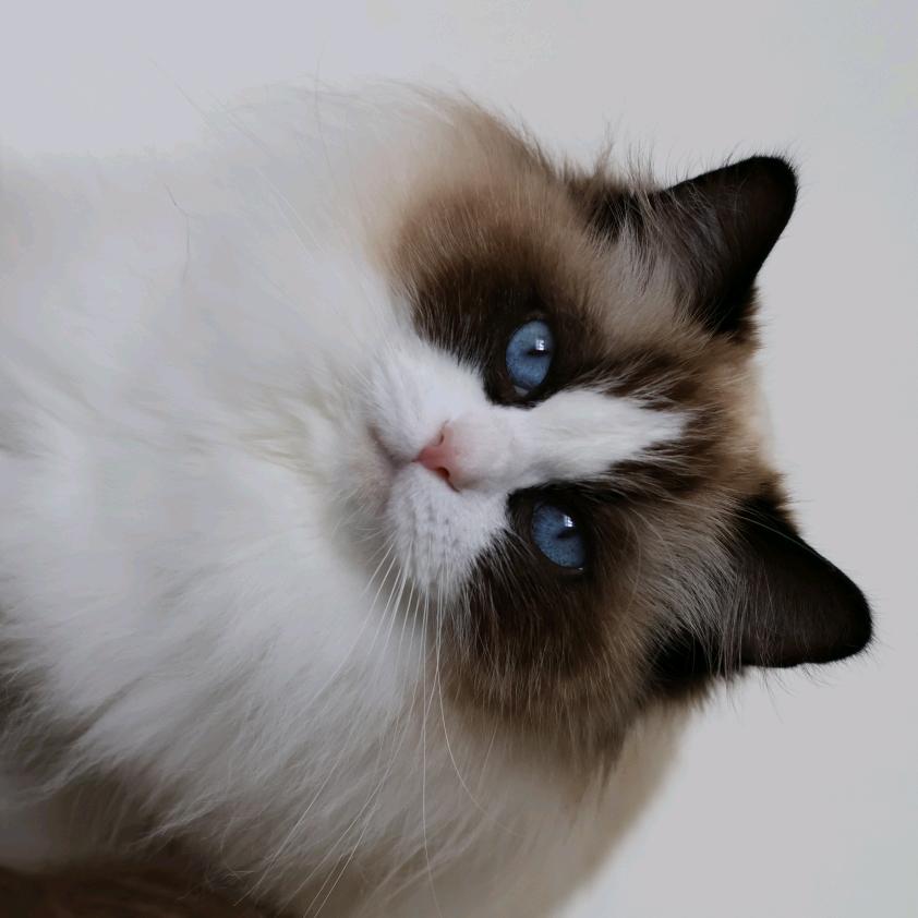 喵喵甄选～小龙