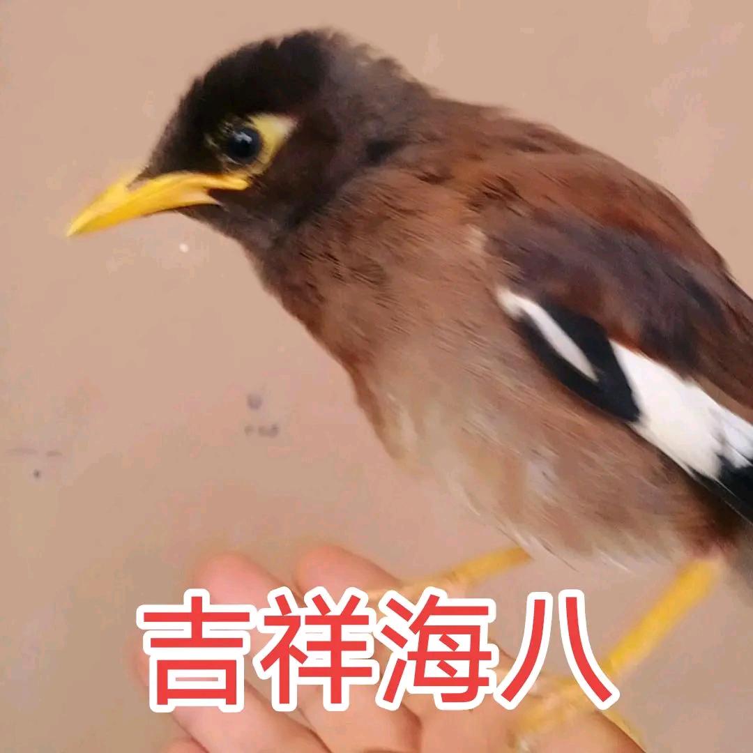 八哥吉祥十如意