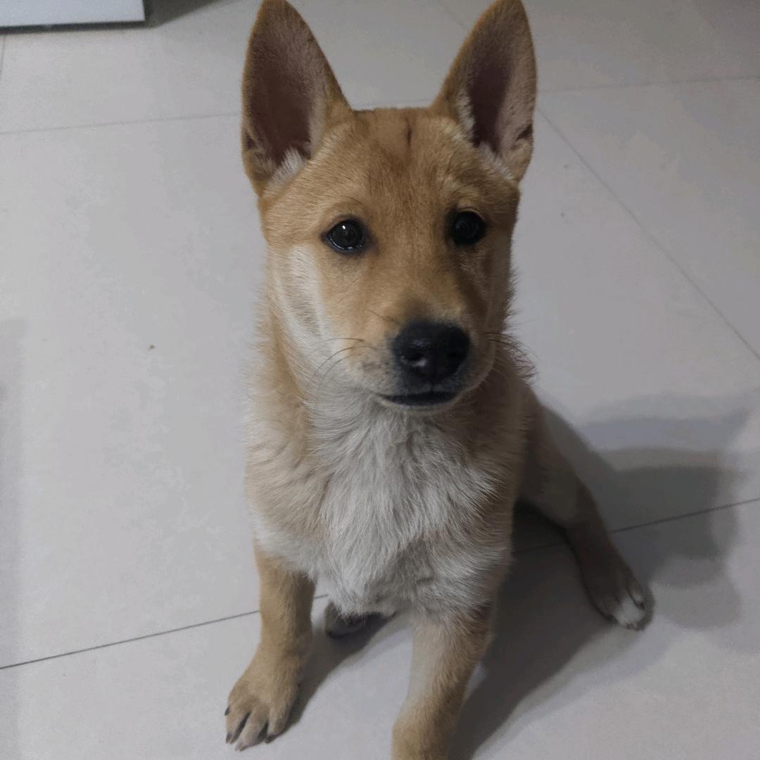 中华田园犬
